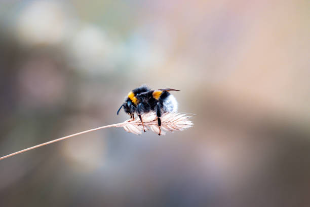 bumble bee on a flower - flower single flower macro focus on foreground imagens e fotografias de stock