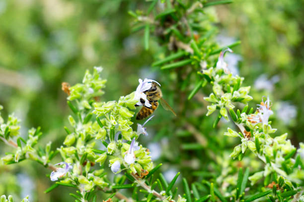 Rosemary herb garden in bloom stock photo