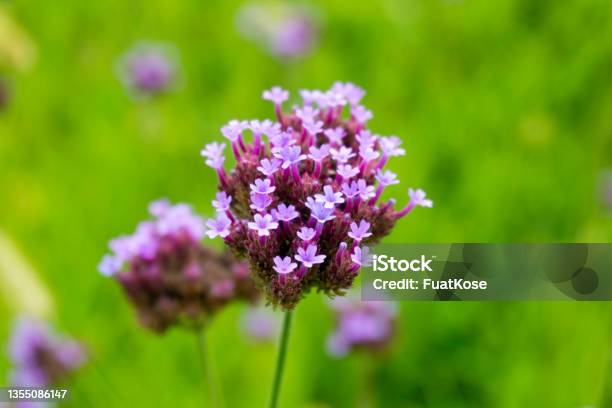 Asclepias Incarnata Stock Photo - Download Image Now - Agricultural Field, Beauty, Beauty In Nature