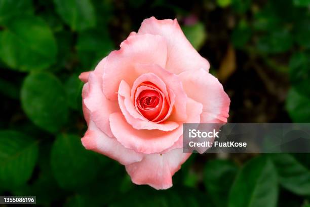 Pink Roses In Garden Stock Photo - Download Image Now - Abstract, Beauty, Beauty In Nature