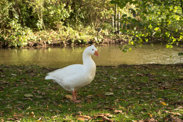 istock white goose in the park 1355087378