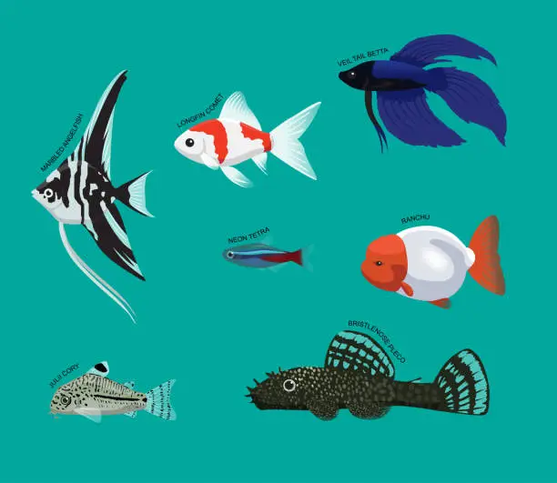 Vector illustration of Freshwater Fish Set Various Kind Identify Cartoon Vector 1