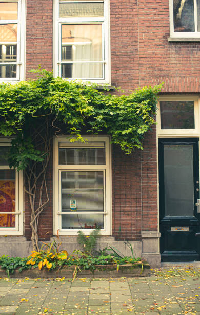 istock ivy plant on the old house 1355088570