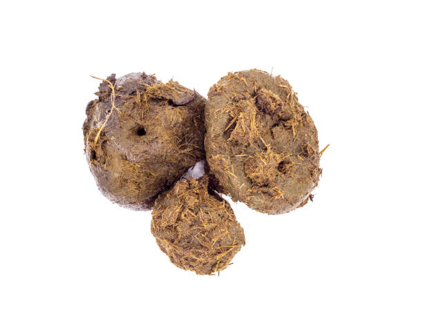 istock Horse droppings isolated white background 1355088771