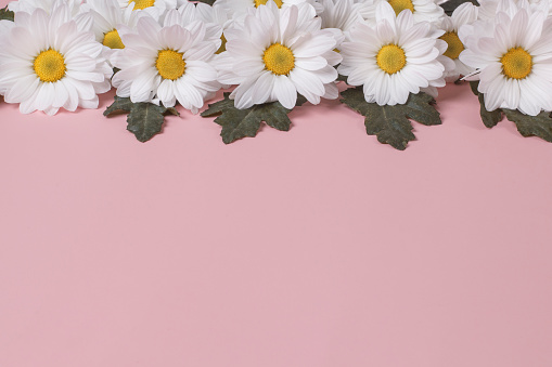 Frame from large flowers of autumn chamomile Levcantemella on a pink background with copy space.