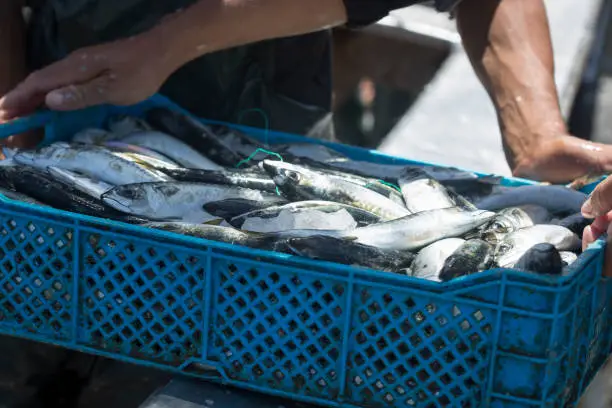 Photo of Sardines in plastic container, fishing market, Essaouira, Morocco