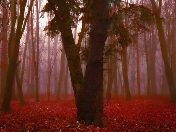 istock Red autumn forest in thick fog 1355090370
