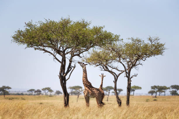 due giraffe masai, maschio e femmina, che pascolano da un albero di acacia nel masai mara - masai giraffe foto e immagini stock