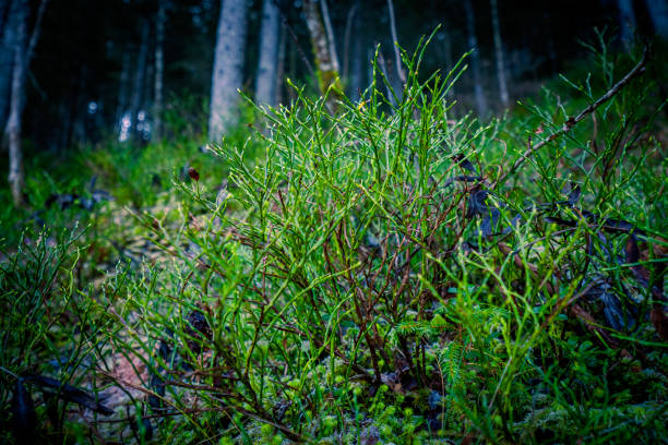 View of wild growing blueberry plants at an alpine forest in Austria Gosau, Austria - November 21st 2021: Closeup view on a cold day in autumn, the plants are still green. blueberry autumn bush northblue blueberry stock pictures, royalty-free photos & images