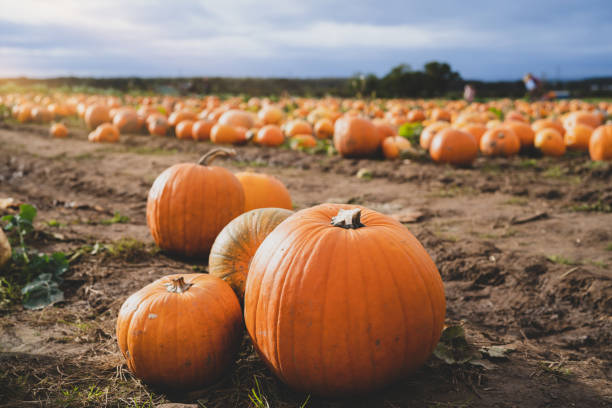 orange pumpkins patch at outdoor farmer market.  landscape harvest farm field with blurry farmer picking pumpkin in sunny day autumn or winter - patch of light imagens e fotografias de stock