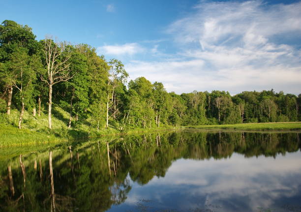 istock Forest, lake and beautiful sky on a sunny summer evening, Embute, Latvia 1355091414
