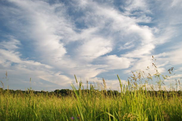 istock Meadow and beautiful sky on a sunny summer evening, Nikrace, Latvia 1355091419