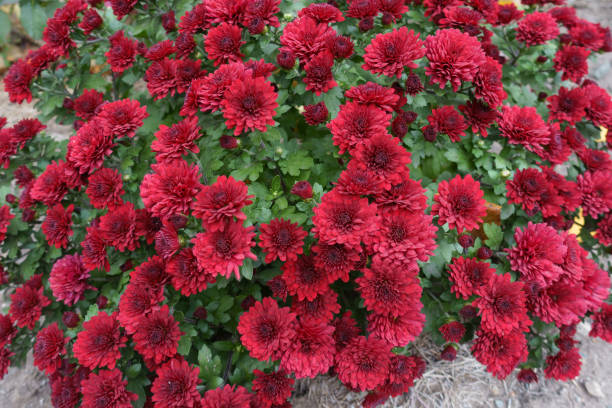 istock Numerous red flowers of Chrysanthemums in October 1355091988