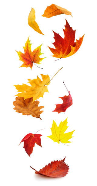 hojas de árbol de otoño rojas y amarillas cayendo, aisladas sobre fondo blanco - noviembre fotos fotografías e imágenes de stock