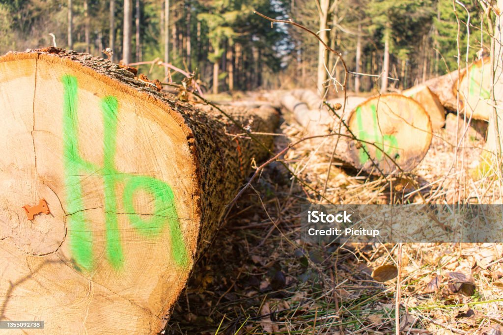 Timber harvesting - tree trunks for removal. Color Image Stock Photo