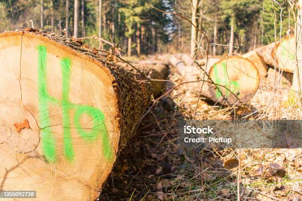 Timber Harvesting Tree Trunks For Removal Stock Photo - Download Image Now - Color Image, Forest, Germany