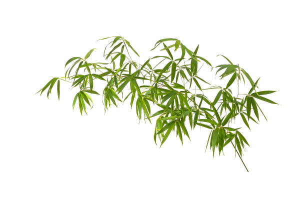 Bamboo Isolated Pictures Bamboo Isolated on white bamboo leaf stock pictures, royalty-free photos & images
