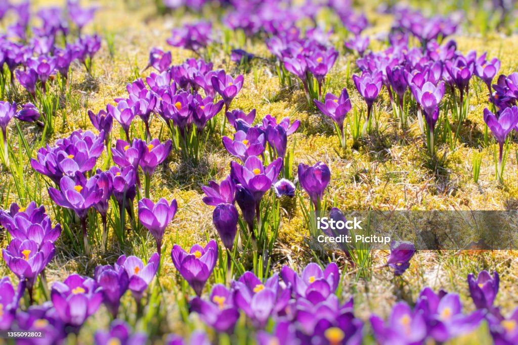 Spring is coming. Crocuses in the spring sun. April Stock Photo