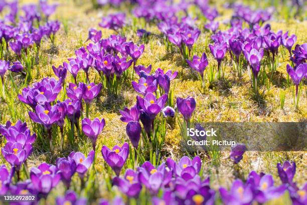 Spring Is Coming Crocuses In The Spring Sun Stock Photo - Download Image Now - April, Color Image, Flower