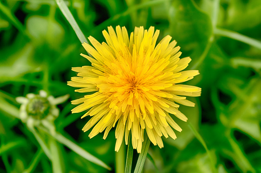 Close-up of three yellow dandelions with a blurred green background.