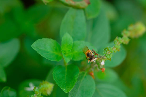 Bee on green basil flower. stock photo