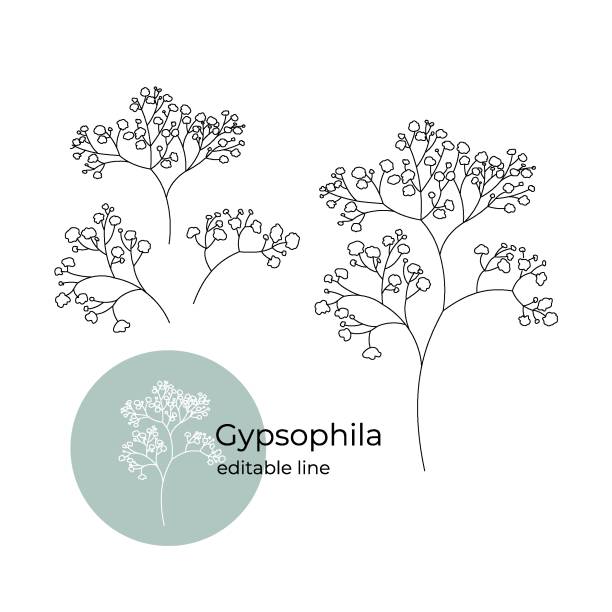 illustrations, cliparts, dessins animés et icônes de plante gypsophile dessinée dans un style minimaliste par ligne. une partie de la collection de fleurs séchées. ligne modifiable. illustration vectorielle - gypsophila