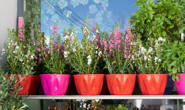 istock Flowers in pots in a flower shop 1355094049