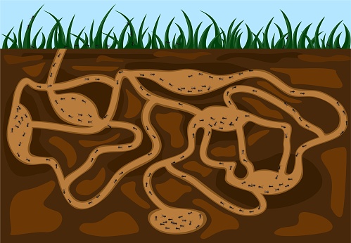 Ant family moving in tunnels anthill. Home of insects which life into earth. Vector cartoon close-up illustration.