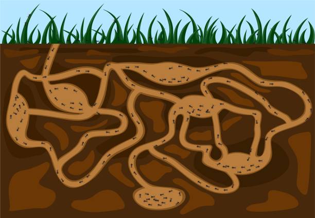 Ant family moving in tunnels anthill. Home of insects which life into earth. Vector cartoon close-up illustration. Ant family moving in tunnels anthill. Home of insects which life into earth. Vector cartoon close-up illustration. Teamwork concept. Vector illustration. anthill stock illustrations