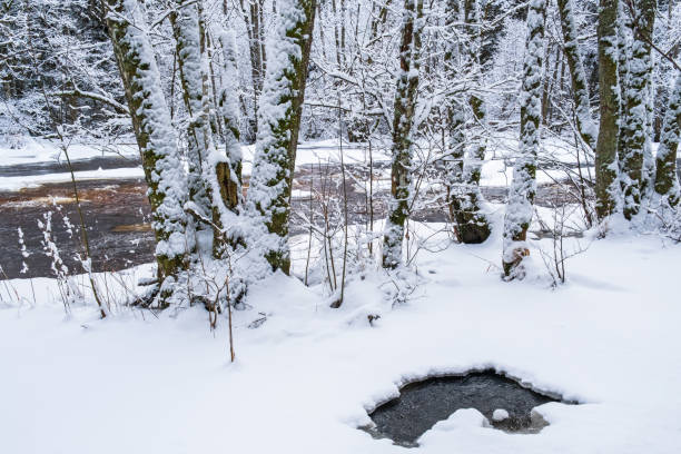 istock Water puddle in the ice by the trees 1355095398