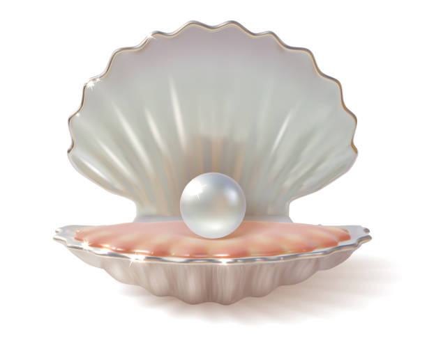 realistische 3d detaillierte glänzende perle in shell. vektor - pearl oyster shell white stock-grafiken, -clipart, -cartoons und -symbole