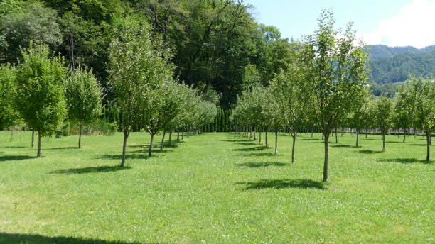 istock green spaces in the park 1355096033