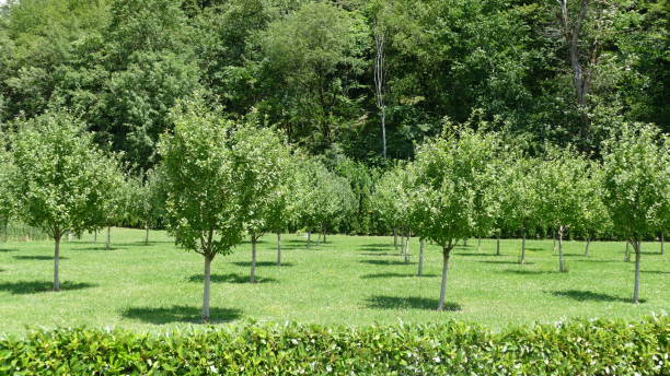 istock green spaces in the park 1355096070
