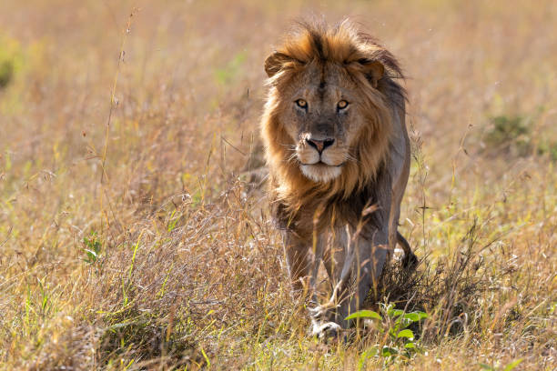 istock Lion male in the Masai Mara 1355097636