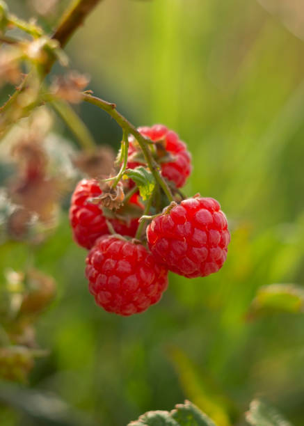 istock Red raspberry berries (Rubus idaeus) hang on a Bush in autumn in Greece 1355098298