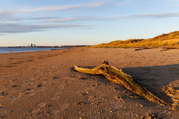 istock Empty and peaceful eastern beach of Halmstad, in the warm winter sun. 1355098925