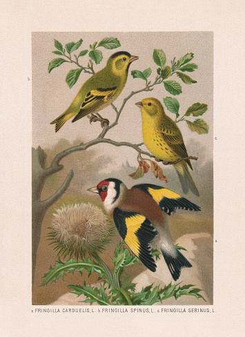 Passeriformes: a) European goldfinch (Carduelis carduelis, or Fringilla carduelis); b) Eurasian siskin (Spinus spinus, Fringilla spinus); c) European serin (Serinus serinus, Fringilla serinus). Chromolithograph after a watercolor by Emil Schmidt, published in 1887.