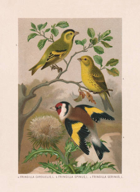Passeriformes: Goldfinch, siskin, and serin, chromolithograph, published in 1887 Passeriformes: a) European goldfinch (Carduelis carduelis, or Fringilla carduelis); b) Eurasian siskin (Spinus spinus, Fringilla spinus); c) European serin (Serinus serinus, Fringilla serinus). Chromolithograph after a watercolor by Emil Schmidt, published in 1887. serin stock illustrations