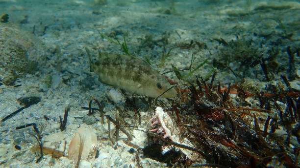 istock Grey wrasse (Symphodus cinereus) undersea, Aegean Sea 1355101597