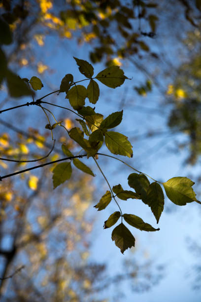 istock sunlight illuminates the autumn leaves 1355105414