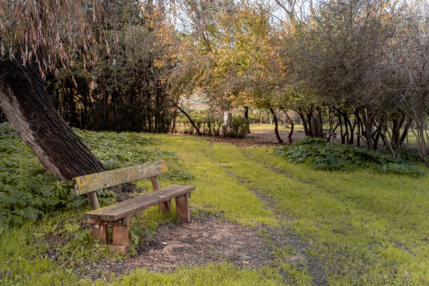 istock Old empty wooden bench in a leafy park 1355105623