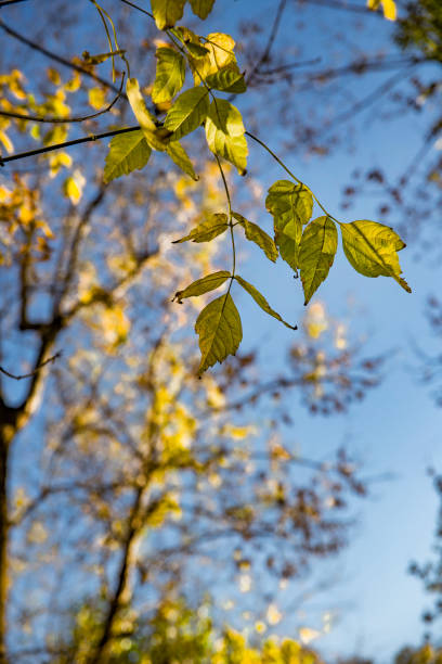 istock sunlight illuminates the autumn leaves 1355105896