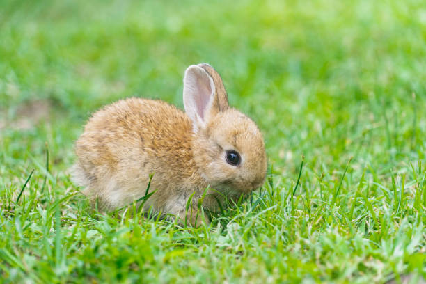 A cute baby rabbit was running and biting the grass in the yard. Rabbits are small animals that people are popular to bring as pets. stock photo