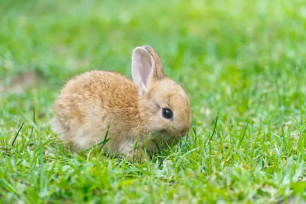 Photo of A cute baby rabbit was running and biting the grass in the yard. Rabbits are small animals that people are popular to bring as pets.