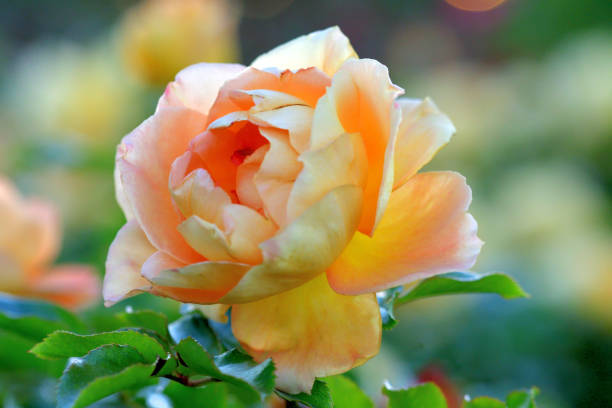 fleurs roses avec fond multicolore - flower single flower macro focus on foreground photos et images de collection