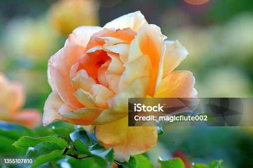 istock Rose Flowers with Multi-colored Background 1355107810