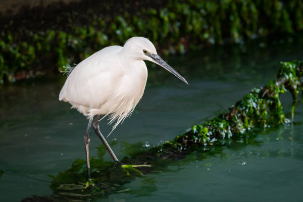 istock A little egret (Egretta garzetta ) sitting on a rusty chain 1355109279