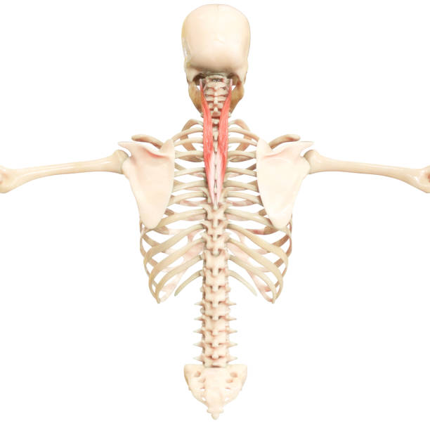 système musculaire humain muscles du torse cervicis anatomie musculaire - cervicis photos et images de collection