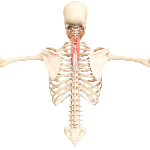 istock Human Muscular System Torso Muscles Cervicis Muscle Anatomy 1355111256