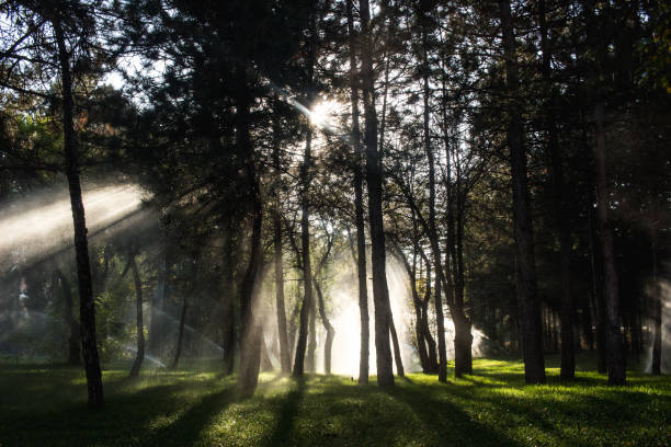 Garden with lush trees being watered